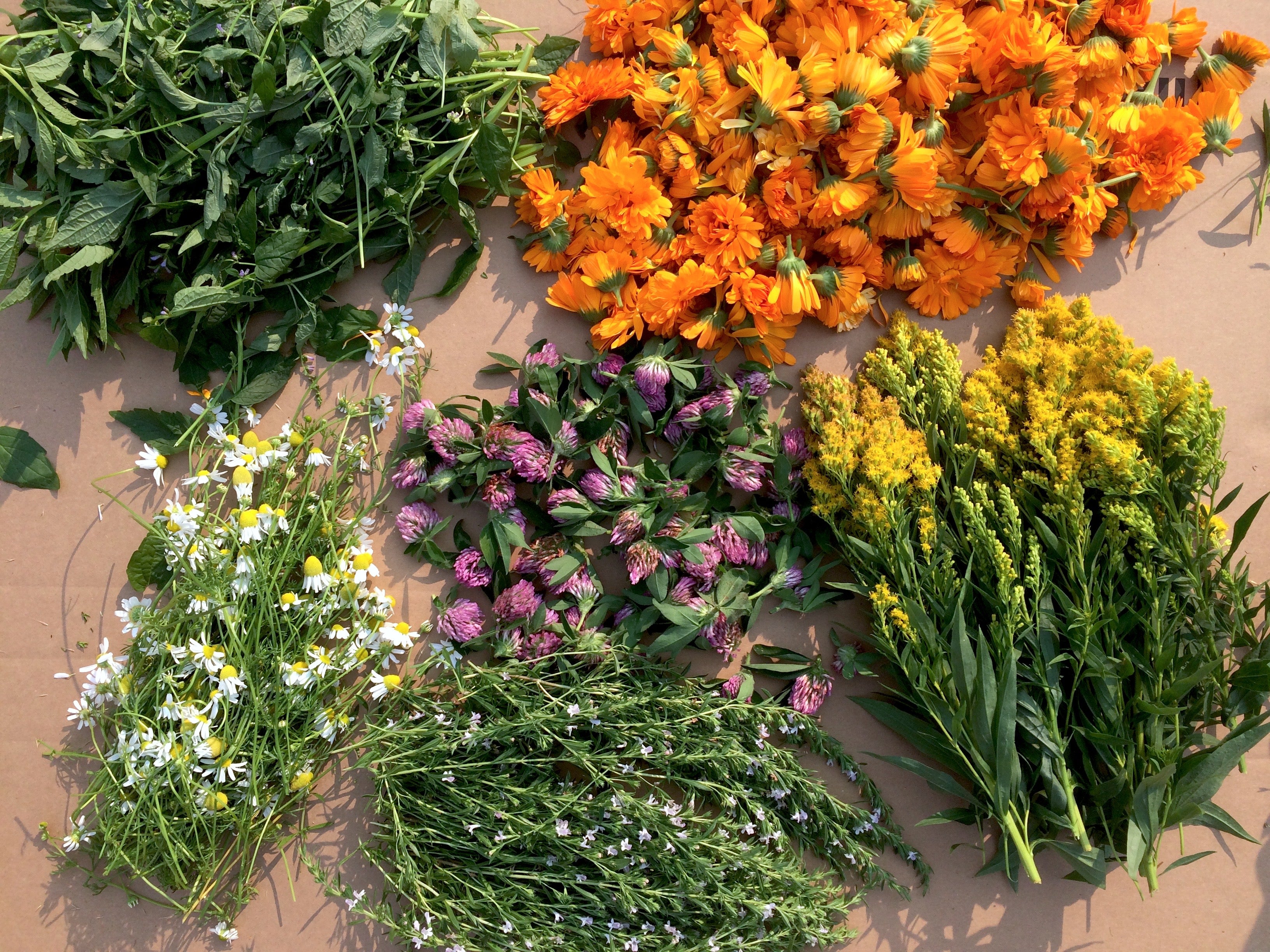 Calendula chamomile mint and goldenrod herbs