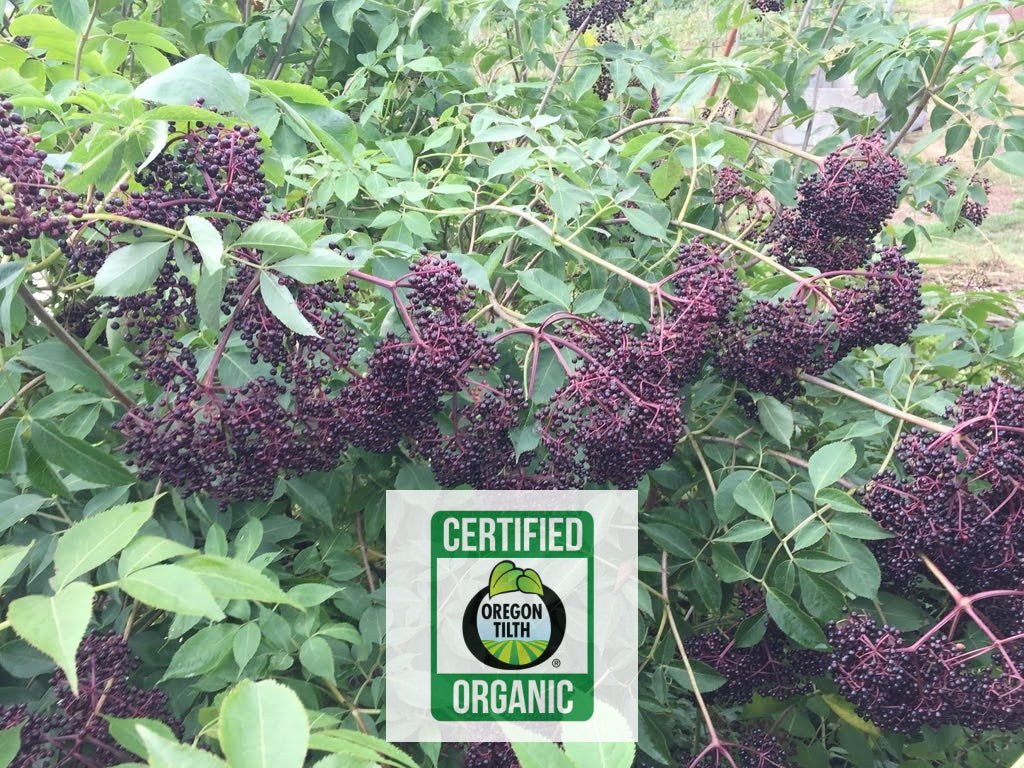 Elderberry, European (Sambucus nigra)