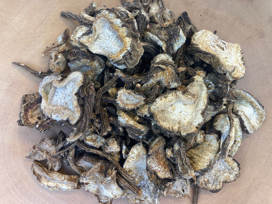 Angelica (Angelica archangelic)