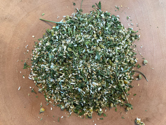 Feverfew (Tanacetum parthenium)