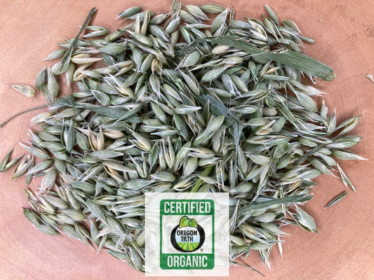 Milky Oats (Avena sativa)