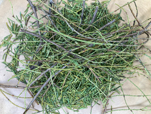 Yew - Pacific (Taxus brevifolia)