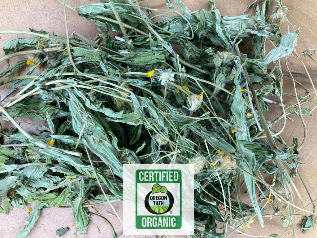 Arnica - Meadow  (Arnica chamissonis)