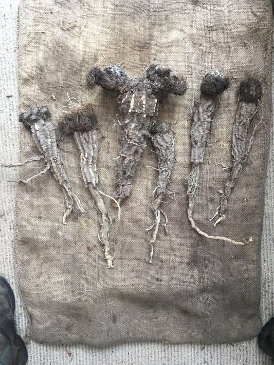 Balsamroot (Balsamorhiza sagittata)