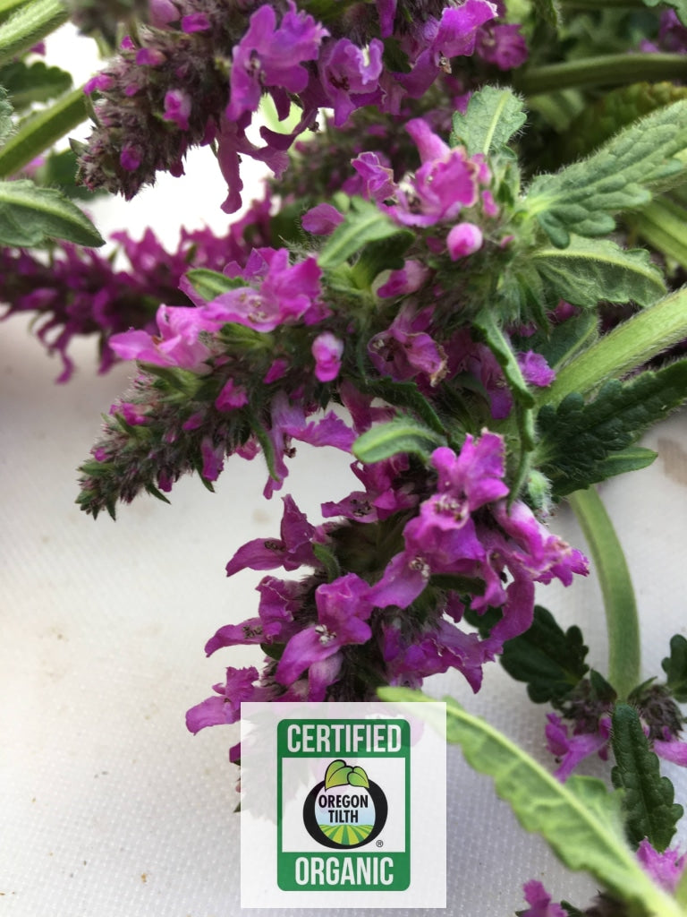 Betony (Stachys officinalis)