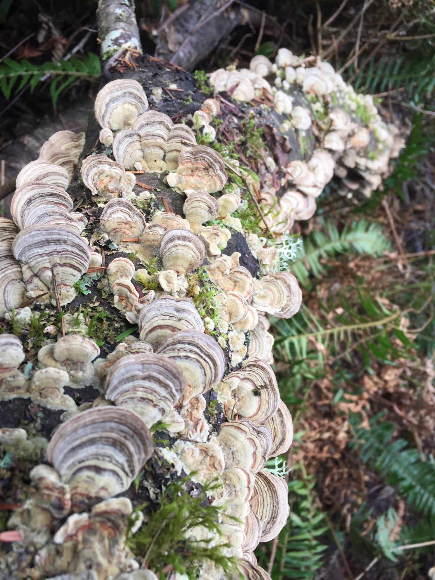Turkey Tail (Trametes versicolor)