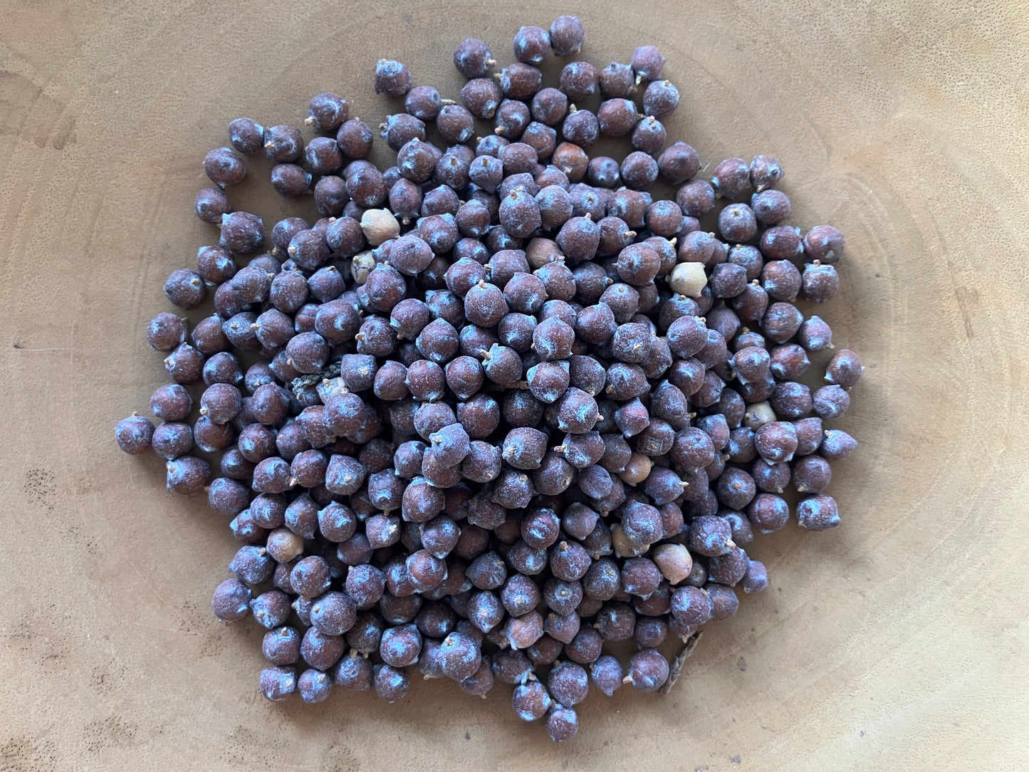 Juniper (Juniperus spp.)