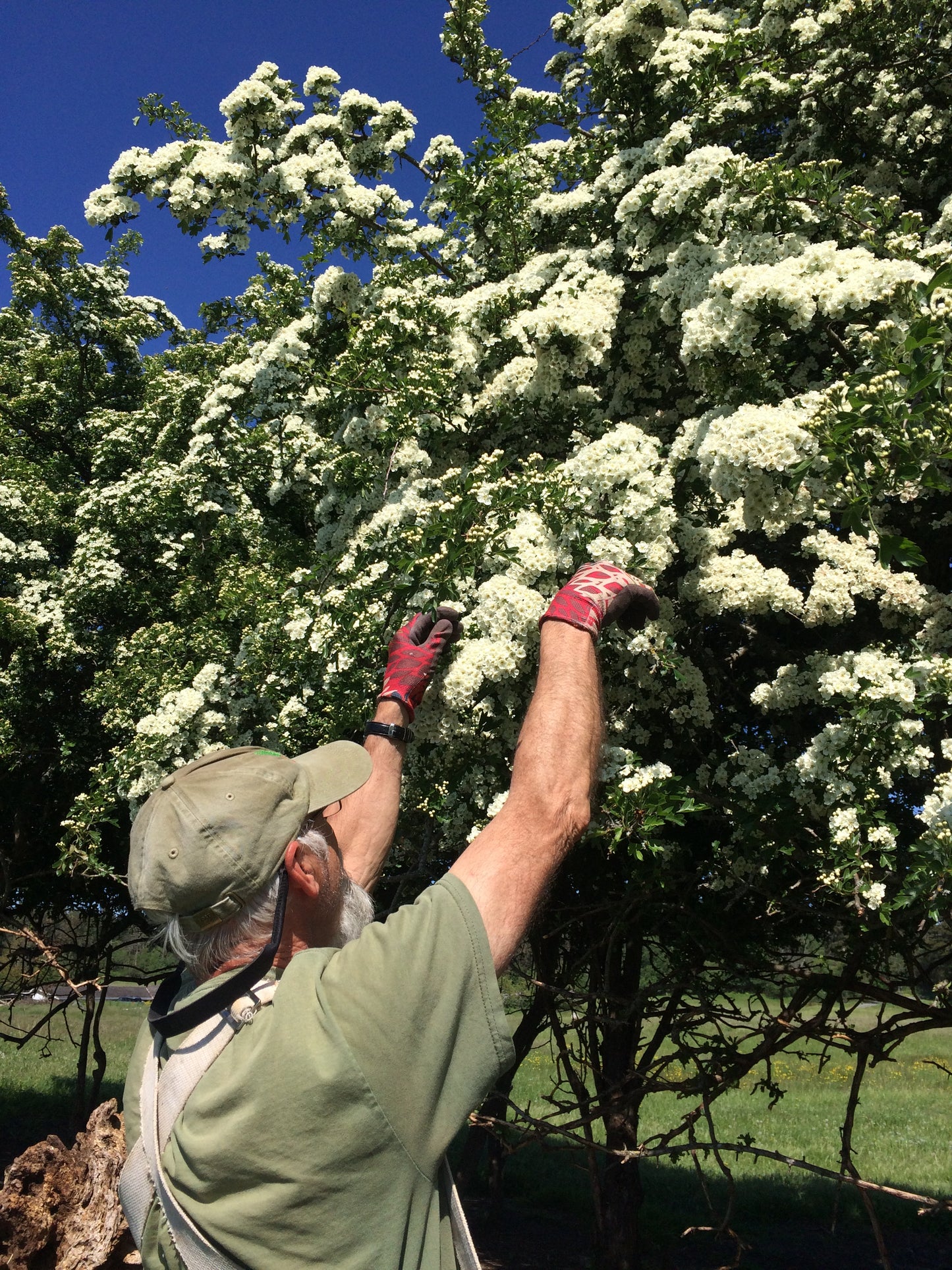 Hawthorn - English (Crataegus monogyna)