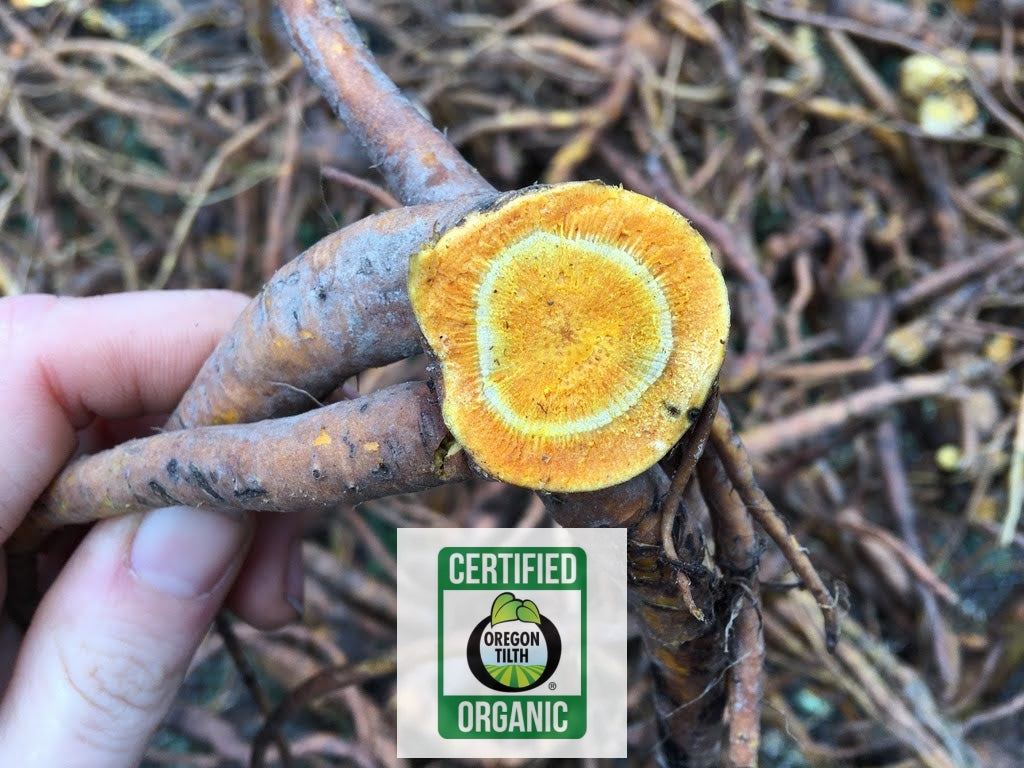 Yellow Dock (Rumex crispus)