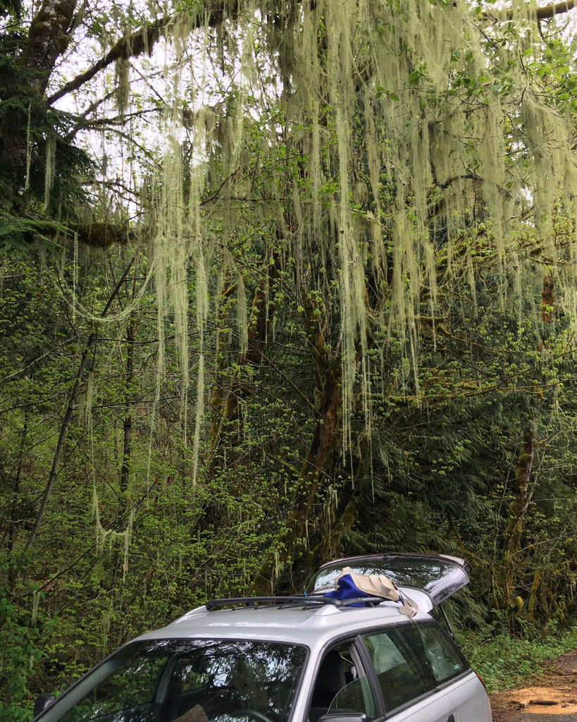 Usnea (Usnea longissima)