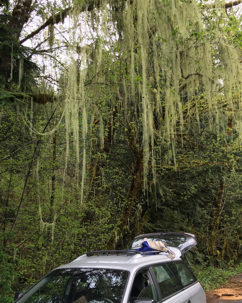 Usnea (Usnea longissima)