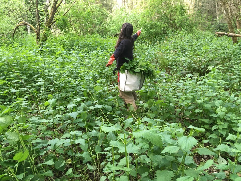 Nettle (Urtica dioica)