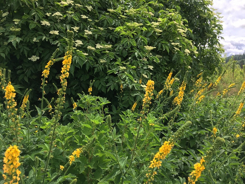 Agrimony (Agrimonia Eupatoria) Cultivated