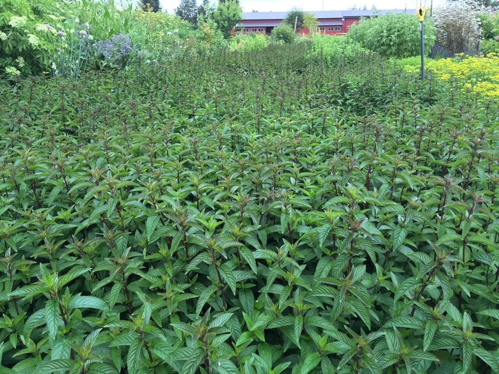 Peppermint (Mentha piperita)
