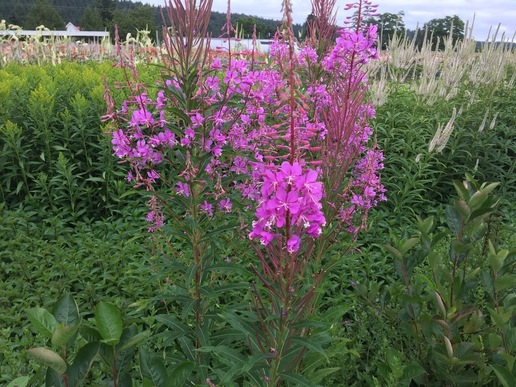 Fireweed (Epilobium angustifolia)