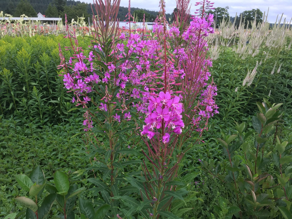 Fireweed (Epilobium angustifolia)