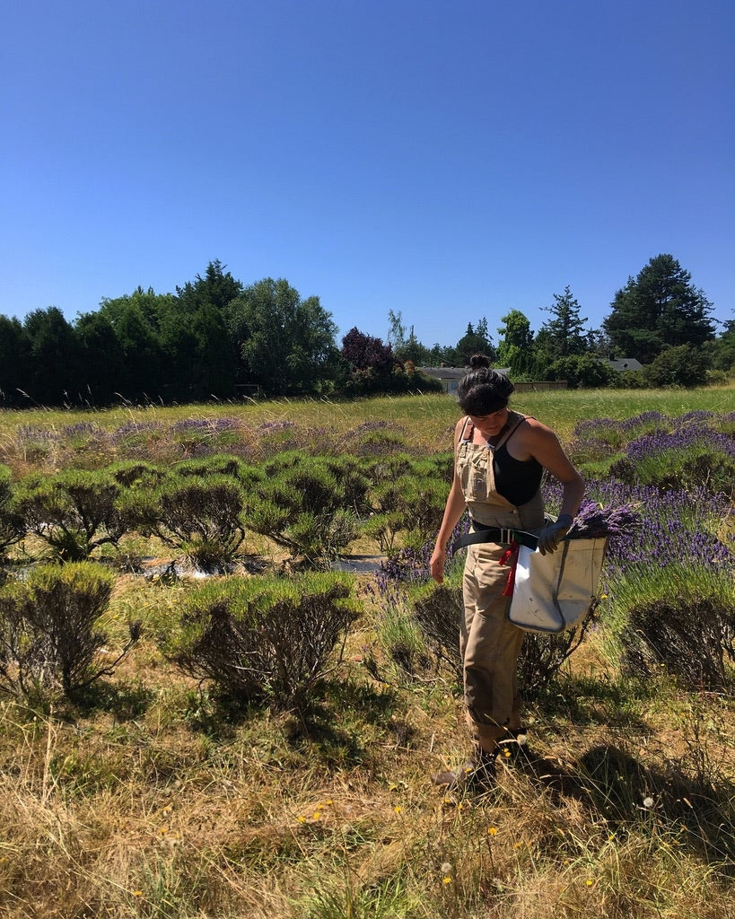 Lavender (Lavandula angustifolia)
