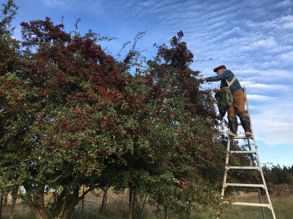 Hawthorn - English (Crataegus monogyna)