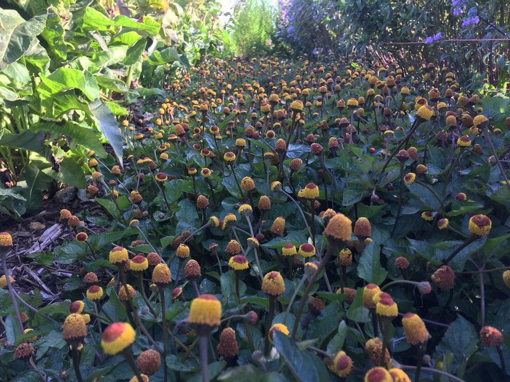 Spilanthes (Spilanthes acmella)