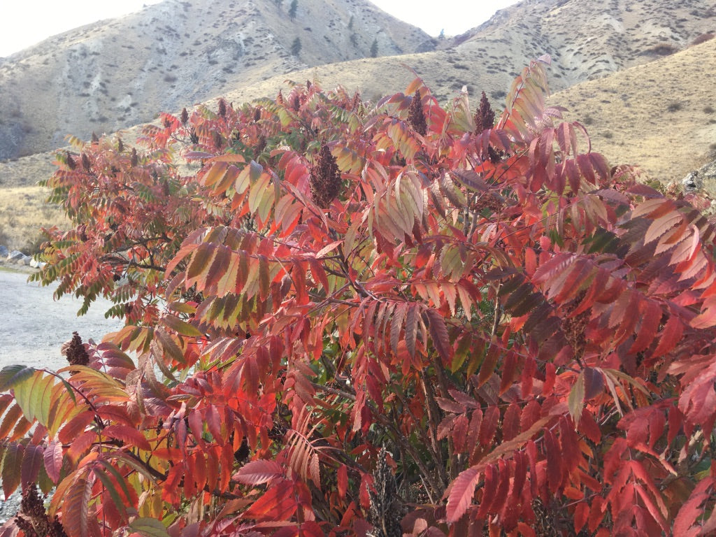 Sumac (Rhus glabra)