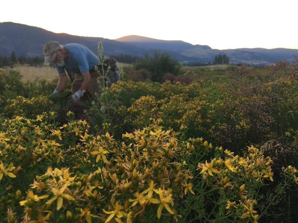 St. John’s Wort (Hypericum perforatum)