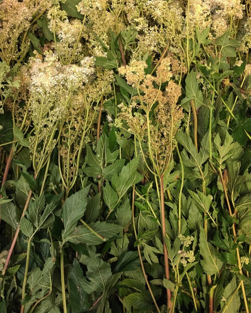 Meadowsweet (Filipendula ulmaria)