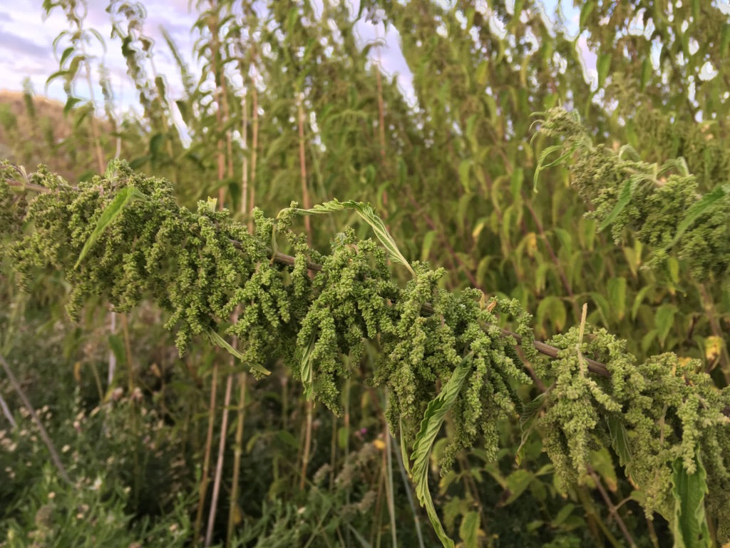 Nettle (Urtica dioica)