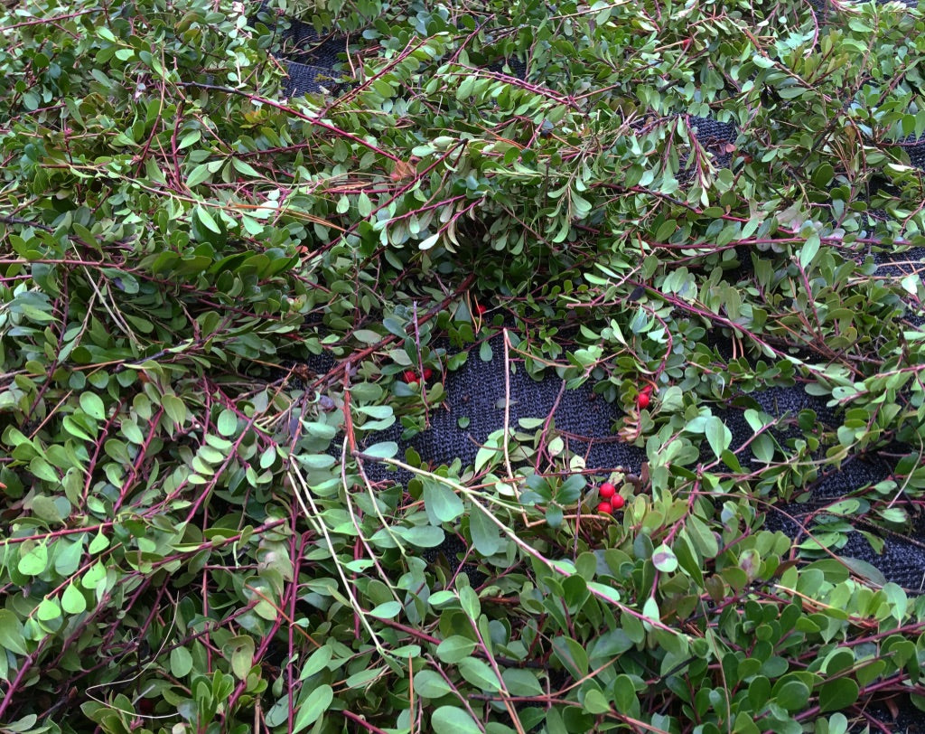 Kinnikinnik (Arctostaphylos uva-ursi)