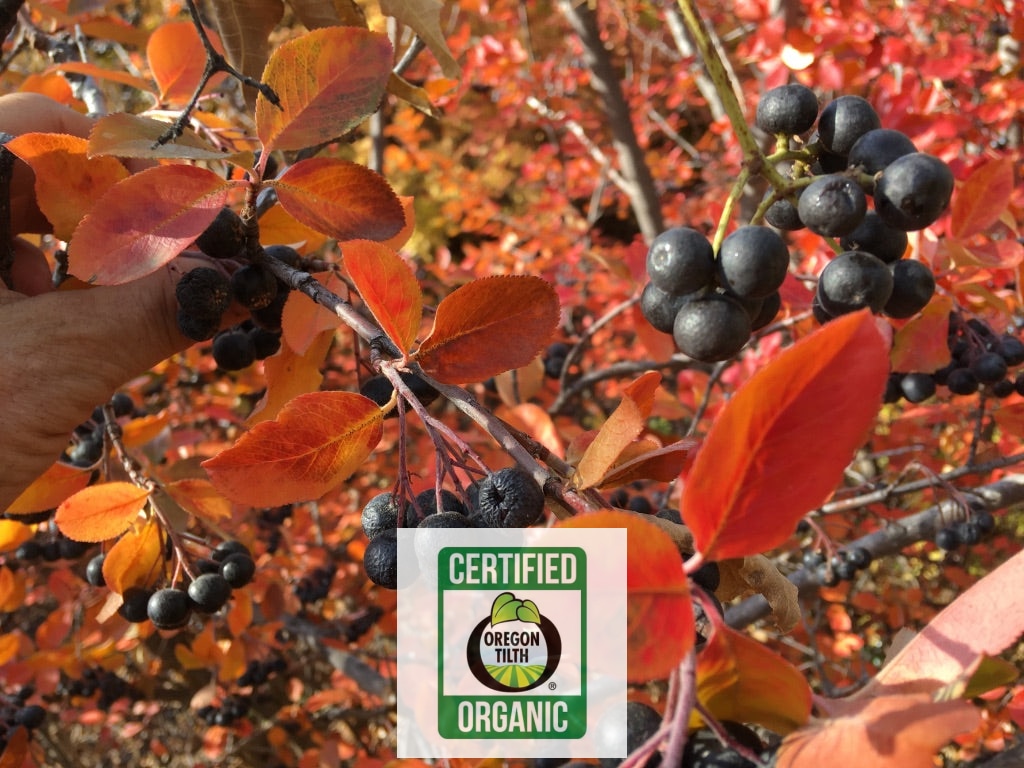 Aronia Berry (Aronia melanocarpa)