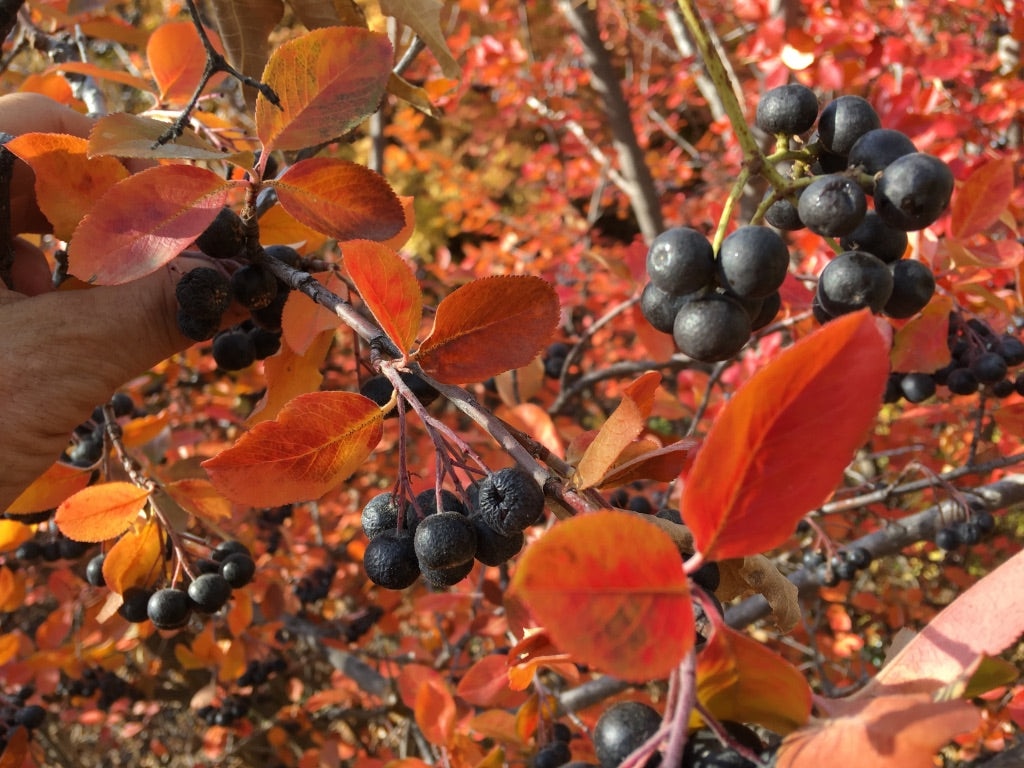 Aronia Berry (Aronia melanocarpa)