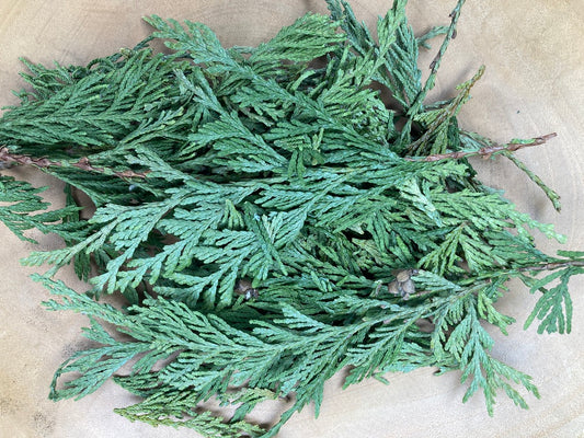 Western Red Cedar (Thuja plicata)