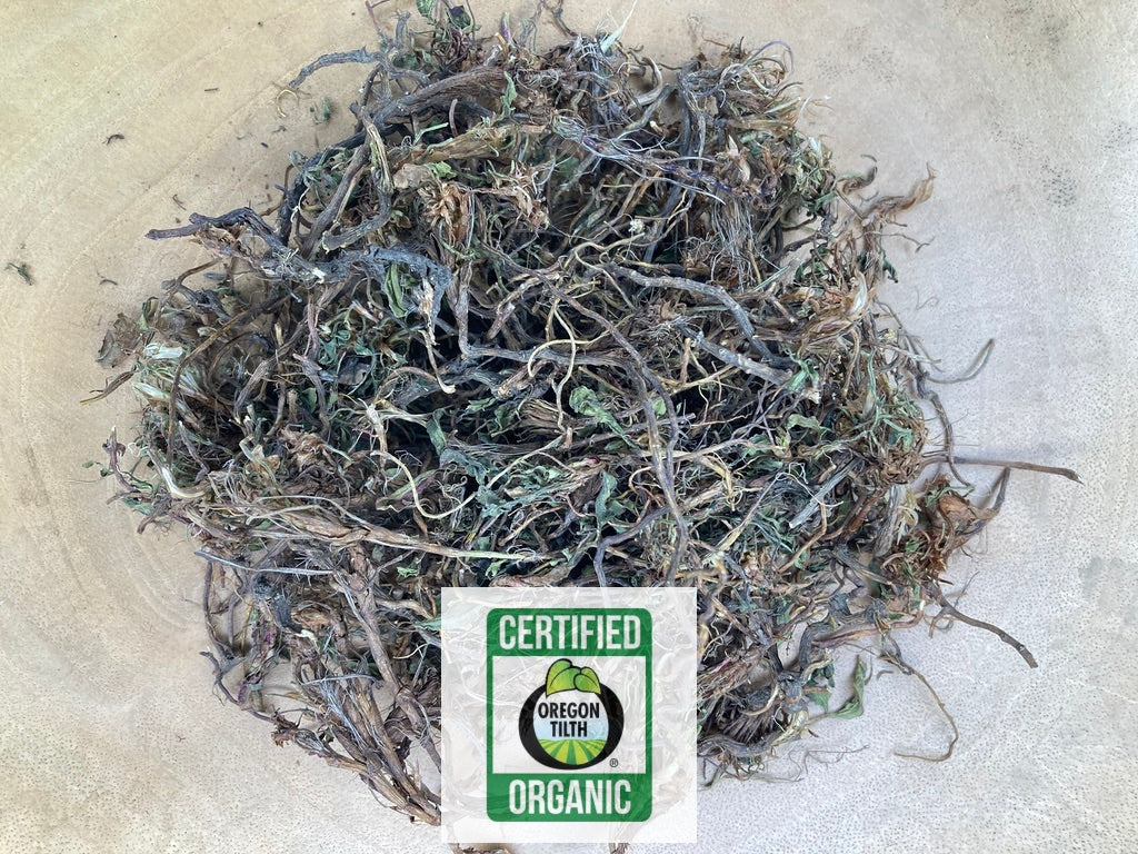 Sheep Sorrel (Rumex acetosella)