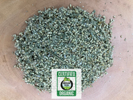 Yarrow (Achillea millefolium)