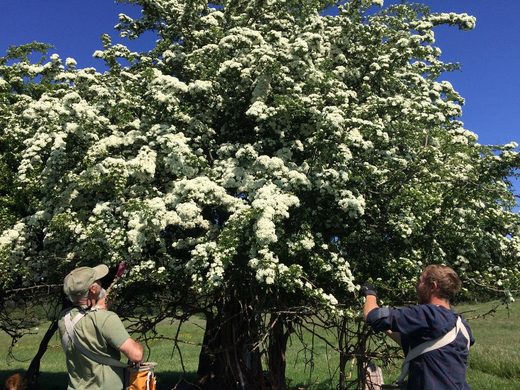 Hawthorn - English (Crataegus monogyna)