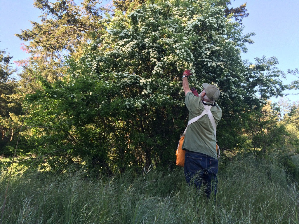 Hawthorn - (Crataegus spp)