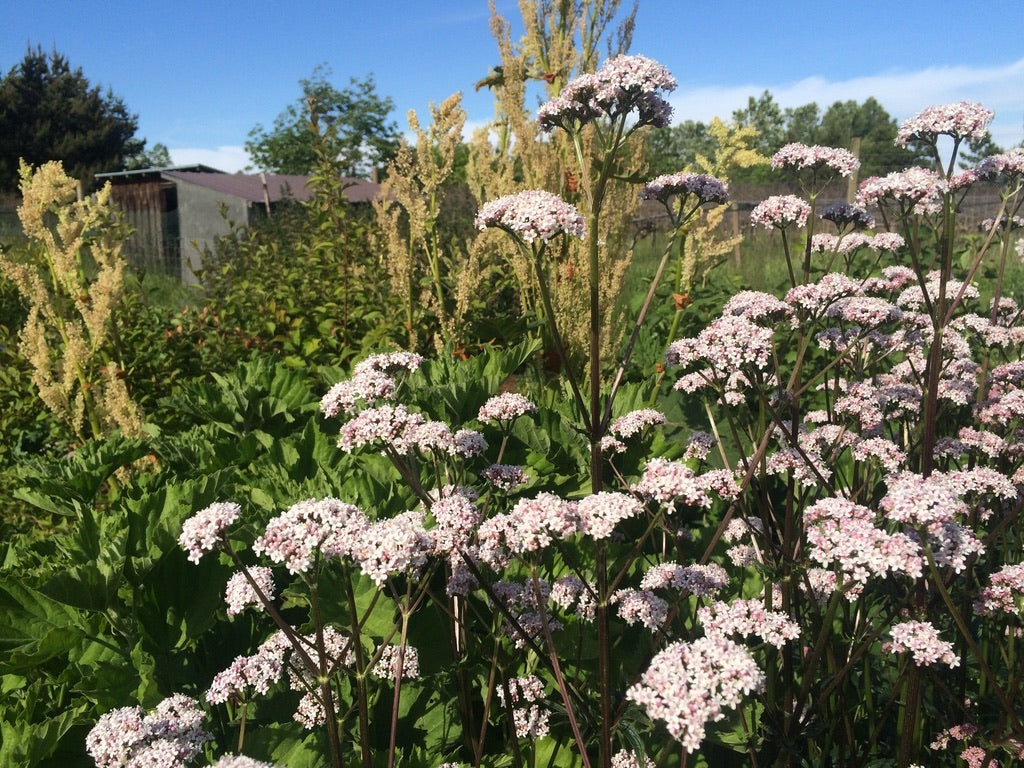 Valerian (Valeriana officinalis)