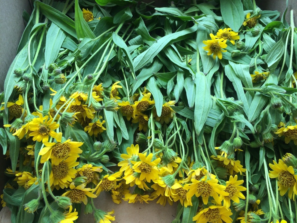 Arnica - Meadow  (Arnica chamissonis)