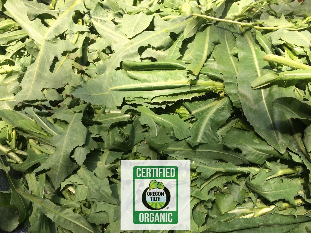 Wild Lettuce (Lactuca serriola)
