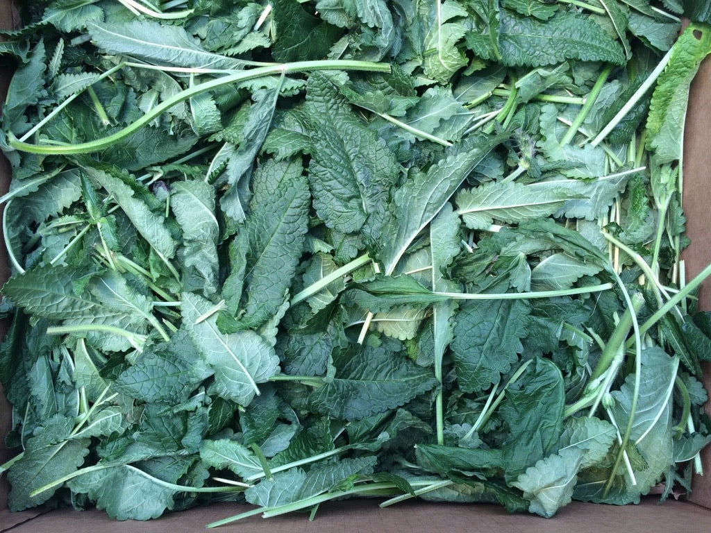 Betony (Stachys officinalis)