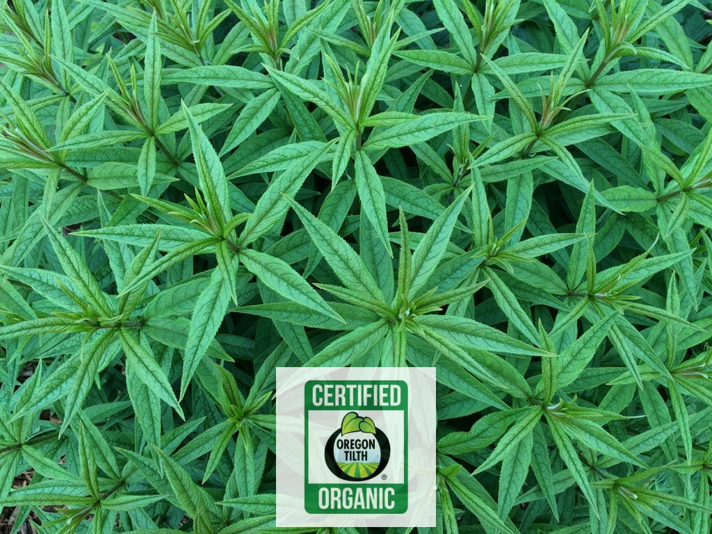 Black/Culver’s Root (Veronicastrum virginim)