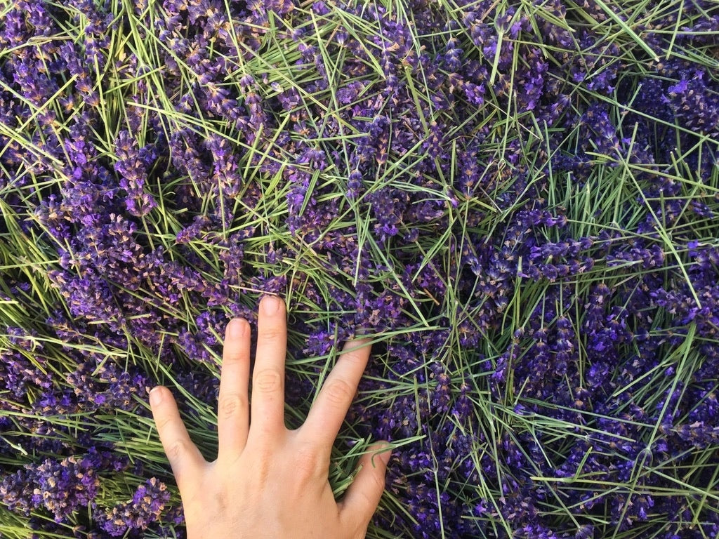 Lavender (Lavandula angustifolia)