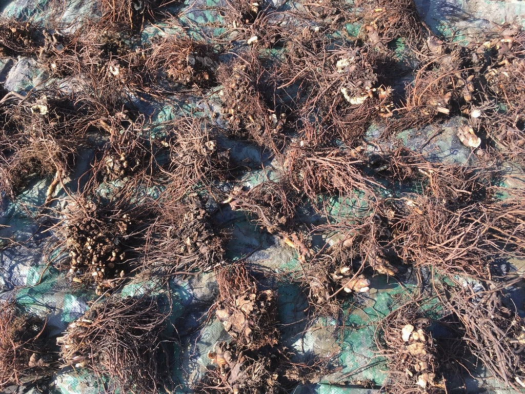 Black Cohosh (Cimicifuga racemosa)