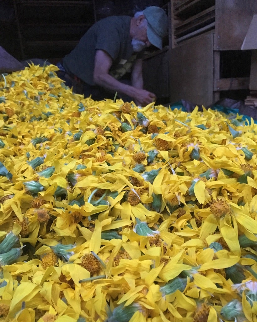 Arnica - Heartleaf (Arnica cordifolia)