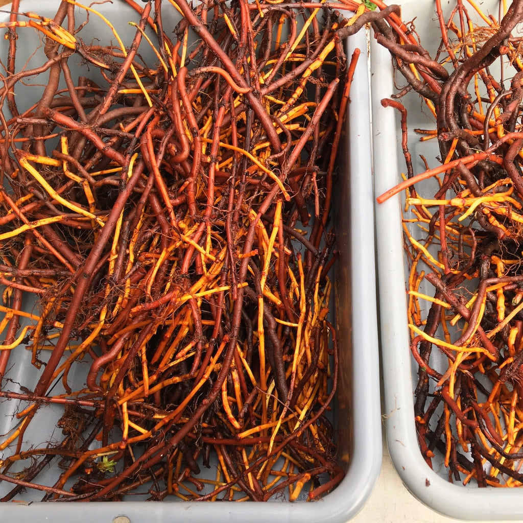 Madder (Rubia tinctoria)