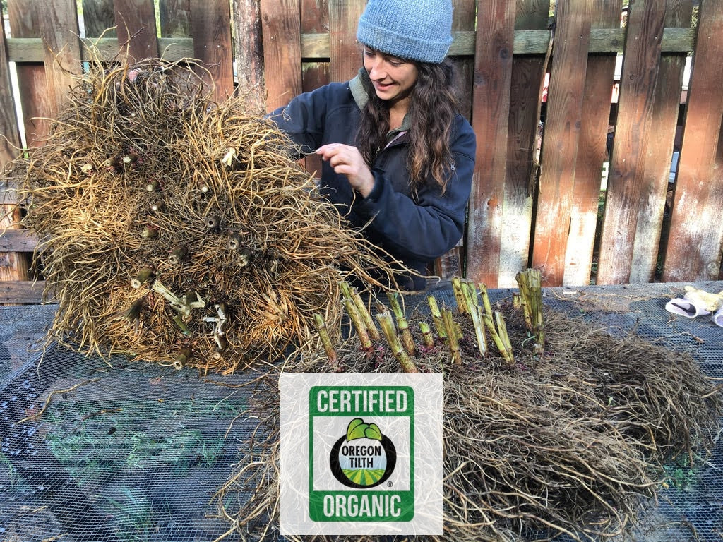 Joe-Pye Weed - Gravelroot (Eupatorium purpureum)