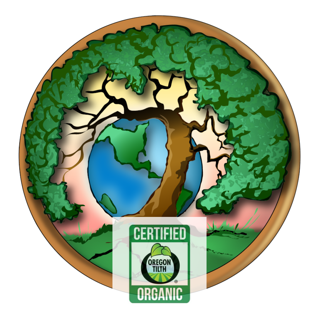 Black Indian Hemp (Apocynum cannabinum)