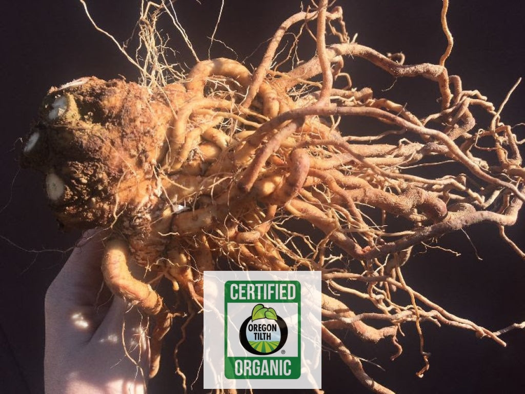 Ashwaganda (Withania somniferum)