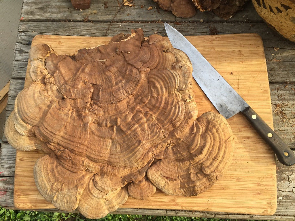Artist's Conk  (Ganoderma applanatum)