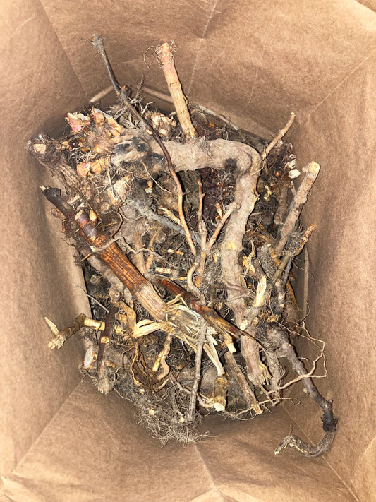 Japanese Knotweed (Reynoutria japonica)