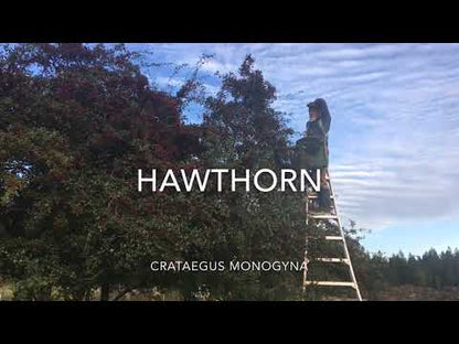 Hawthorn - English (Crataegus monogyna)